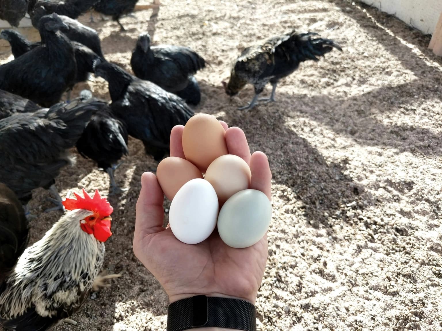 Fresh farm eggs gathered by hand, with chickens nearby